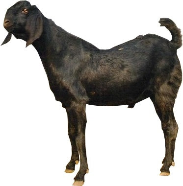 Why Goat Leather?